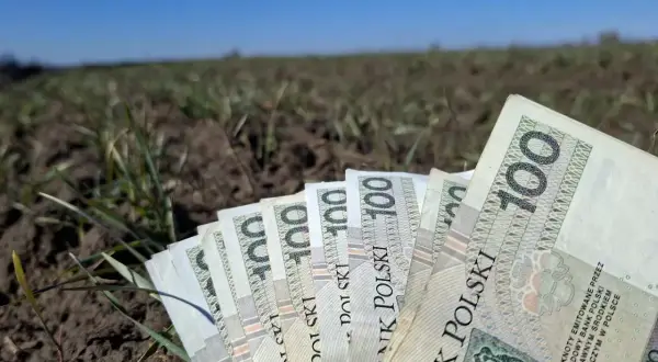 Polskie banknoty 100 zł leżące na ziemi z młodymi pędami roślin.