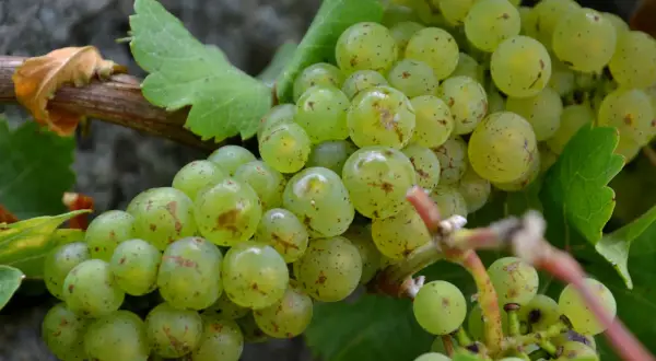 Gröna vindruvor hänger i klasar, med några bruna fläckar. Dessa vindruvor nyttigt är en frisk och god frukt.
