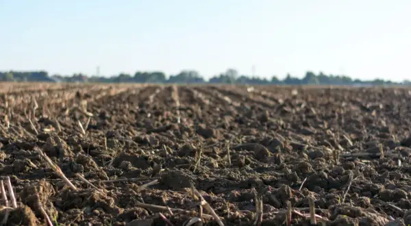 Pola po żniwach, gotowe do siewu. Zastanawiasz się, jaki poplon na chwasty będzie najlepszy?