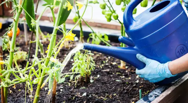 Gartensaison: Gurken brauchen Regenschutz, daher wird mit einer blauen Gießkanne gewässert.