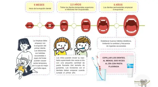 Ilustración sobre el desarrollo de los dientes bebe, desde los 6 meses hasta los 6 años, con consejos de higiene y dieta.