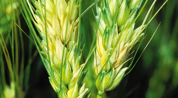 Épis de blé affectés par la fusariose, montrant des zones jaunâtres et brunâtres sur les grains.