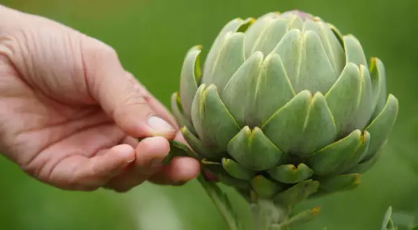 Eine Hand berührt zart die Schuppen einer frisch geernteten Artischocke, die im Garten wächst.