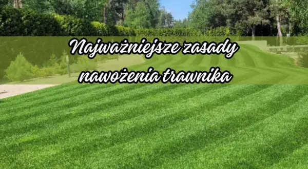 Piękny, zielony trawnik to marzenie każdego. Poznaj najważniejsze zasady nawożenia trawnika, by cieszyć się jego bujnością przez cały rok.