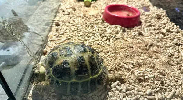 Jak zrobić terrarium dla żółwia – uniknij najczęstszych błędów