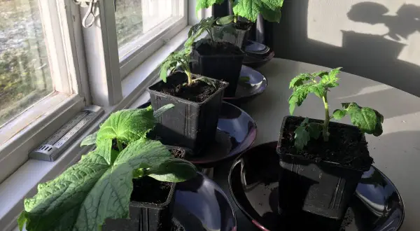 Små plantor, inklusive gurka, växer inomhus vid ett soligt fönster. En termometer visar temperaturen.