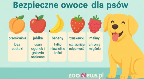 Czy pies może brzoskwinie? Tak, bez pestek! Obrazek pokazuje bezpieczne owoce dla psów: brzoskwinie, jabłka, banany, truskawki i maliny.