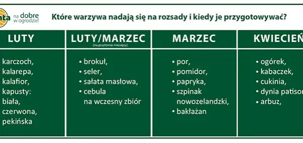 Kiedy siać kapustę na rozsadę? Kalendarz i mocne sadzonki
