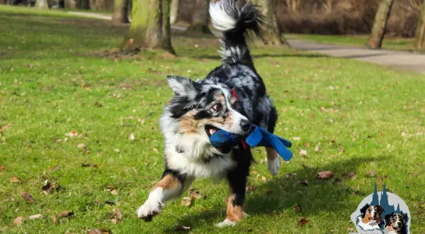Ein energiegeladener Aussie rennt mit einem blauen Spielzeug im Maul über eine grüne Wiese.