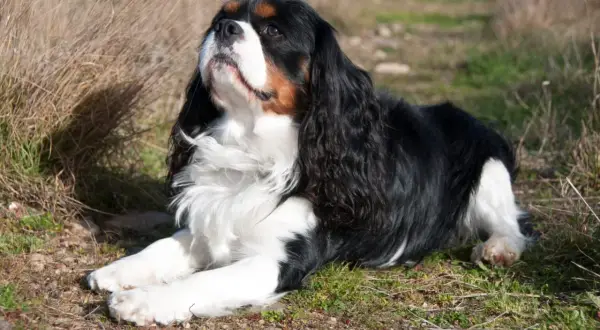Cavalier king charles spaniel usposobienie: pies leży na trawie, zamyślony, z długimi, jedwabistymi uszami.