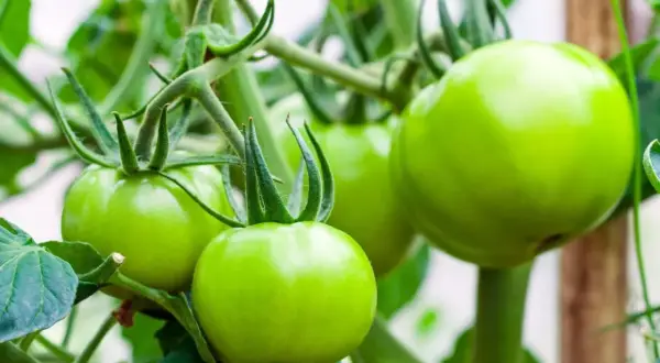 Jak przycinać pomidory? Zwiększ plony i chroń przed chorobami!