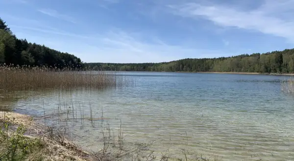Spokojne cekcyn jezioro otoczone lasem, z widoczną piaszczystą plażą i trzcinami.