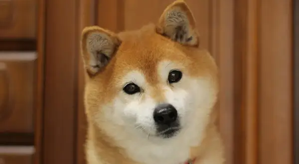 Adorable shiba inu con ojos curiosos. Sus opiniones sobre la vida son siempre positivas y llenas de alegría.