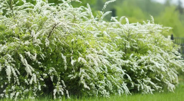 En frodig, vitblommande jasminbuske breder ut sig i grönskan.