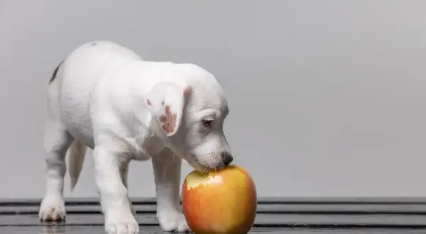 Cachorro blanco con manchas marrones olisquea una manzana roja y amarilla. ¡Los perros pueden comer manzana verde y esta parece ser su primera prueba!
