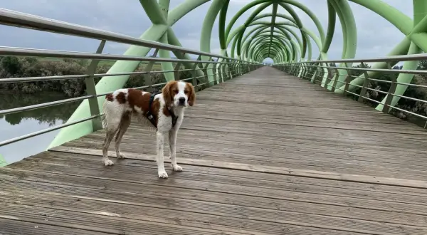 Perro marrón y blanco en el puente del anillo verde Zaragoza, con su estructura tubular verde y pasarela de madera.