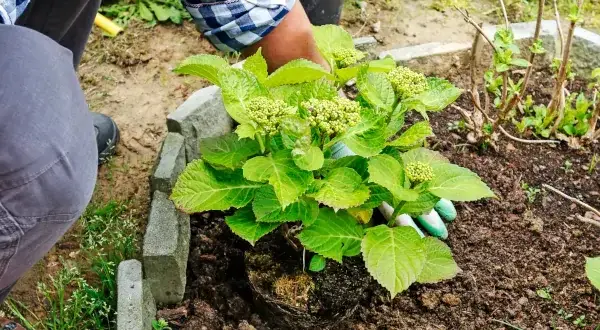Jak sadzić hortensje ogrodowe? Poradnik krok po kroku