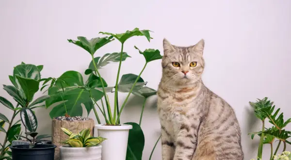 En randig katt sitter bredvid en stor monstera.