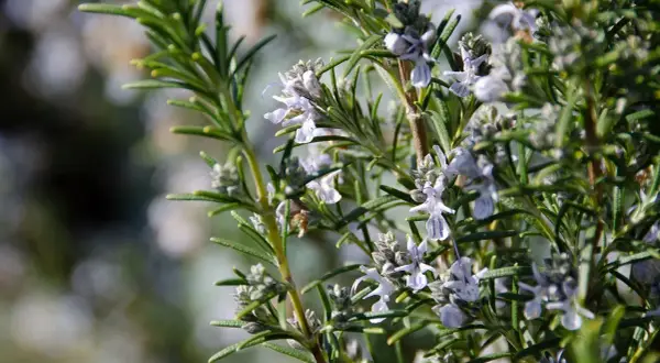 En nära bild av en rosmarin blomma med sina små, ljuslila blommor och gröna blad.