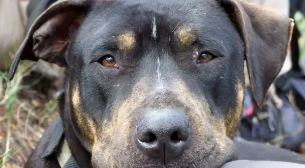 Primer plano de un perro de raza mixta con pelaje negro y marrón, con ojos ambarinos y una expresión tranquila. A pesar de su apariencia, no todos los perros son perros peligrosos.