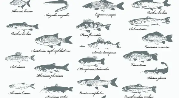Eine Sammlung von Fischzeichnungen, darunter ein Fisch mit einer auffälligen Nase, der als "Barbus barbus" bezeichnet wird.