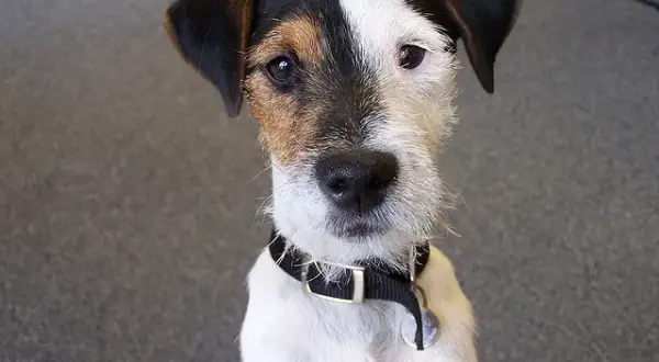 Tresura Jack Russell Terriera: Jak wychować posłusznego JRT?