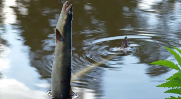 Erfolgreiches Elbe-Seitenkanal-Angeln: Ein Fisch hängt am Haken über dem Wasser, während ein zweiter im Hintergrund untergeht.