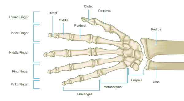 Skelett des menschlichen Handgelenks mit beschrifteten Knochen wie Radius, Ulna, Karpalknochen und Fingerknochen.