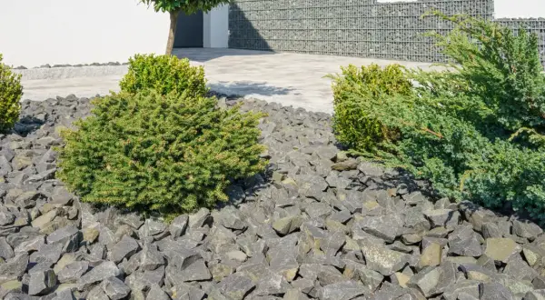 Nowoczesne aranżacje kamienie w ogrodzie galeria: szare kamienie, bukszpany i jałowiec tworzą minimalistyczny krajobraz.