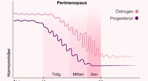Graf som visar hur nivåerna av det kvinnliga hormonet östrogen och progesteron förändras under perimenopausen, från tidig till sen fas.