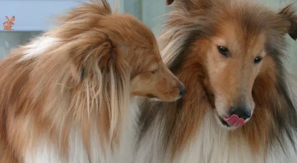 Zwei Collies, einer leckt sich die Nase. Sie scheinen sich zu fragen, warum drehen sich Hunde bevor sie sich hinlegen.