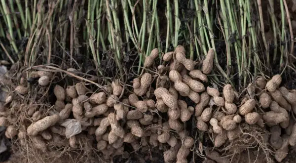 Raccolto di bagigi pianta, con i baccelli ancora attaccati alle radici e ai fusti verdi.