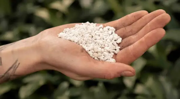 En hand håller en hög med små, vita korn. Detta är vermikulit, ett mineral som används för att förbättra jordens struktur och dränering.