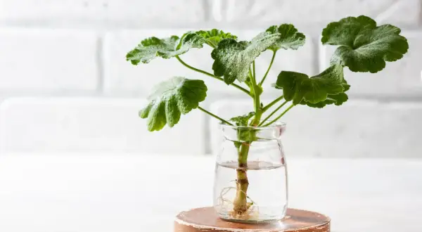 Sadzonka pelargonii z widocznymi korzeniami w szklanym słoiku. Idealny pierwszy krok, jak zrobić sadzonki pelargonii.