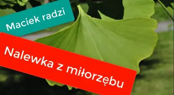 Nalewka z miłorzębu jak zrobić - prosty przepis i cenne wskazówki