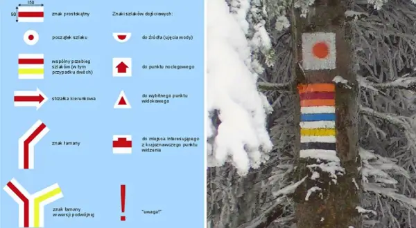 Kolorowe znaki szlaków turystycznych na drzewie w zimowym lesie.