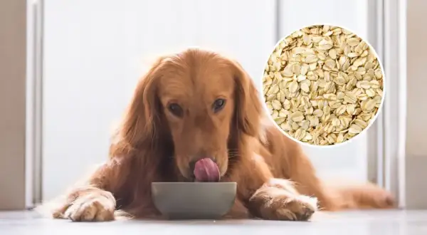 Złoty retriever liże miskę, zastanawiając się, czy pies może jeść płatki owsiane. Obok widać zbliżenie na płatki.