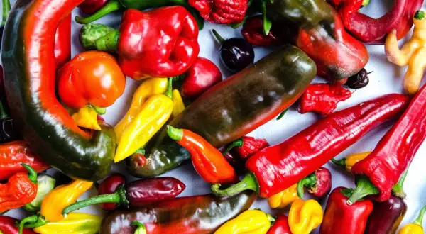 En färgsprakande blandning av chilipeppar, inklusive den heta capsicum frutescens, i olika former och färger.