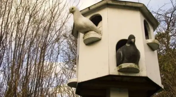 Jak zbudować gołębnik ogrodowy - proste kroki i najważniejsze wskazówki