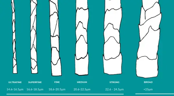 Porównanie grubości włókien wełny: ultrafine, superfine, fine, medium, strong (merino) i broad (inna wełna). Dowiedz się, jaka wełna nie gryzie – im cieńsza, tym delikatniejsza.