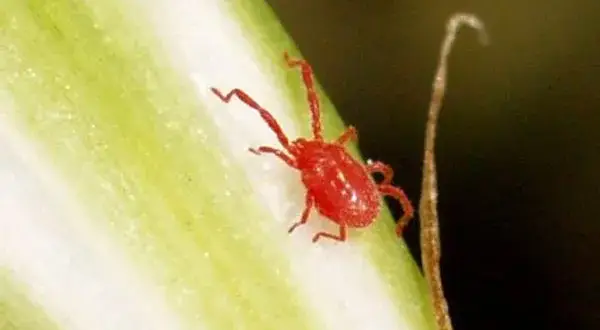 Bichos parecidos a las pulgas: identifica y evita infestaciones dañinas