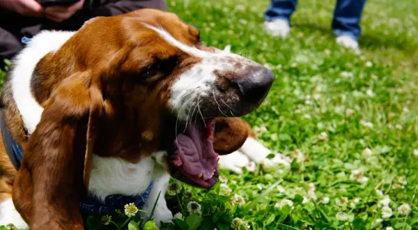 Basset hound charczy jakby miał coś w gardle, ziewając szeroko na trawie pełnej koniczyny.