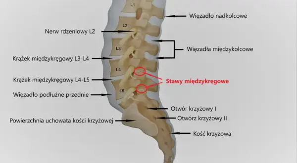 Anatomia kręgosłupa z zaznaczonymi strukturami, w tym stawami międzykręgowymi, które mogą być dotknięte przez lordozę lędźwiową.