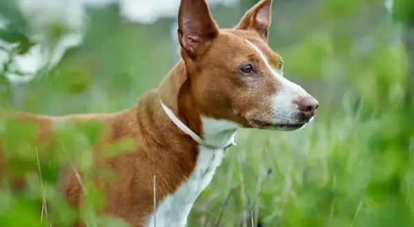 Rudy podenco canario z białym kołnierzem czujnie obserwuje otoczenie wśród zielonej trawy.