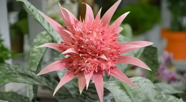 Różowa bromelia z cętkowanymi liśćmi. Idealne kwiaty do domu, które zachwycają egzotycznym wyglądem.