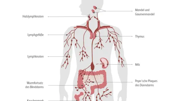 Schema des menschlichen Lymphsystems. Informationen zur Hodgkin Lymphom Prognose sind hier nicht direkt ersichtlich, aber das Lymphsystem ist zentral für die Krankheit.