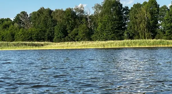 Spokojne, falujące wody jeziora w Wieluniu, otoczone zielonym lasem i trzcinami.