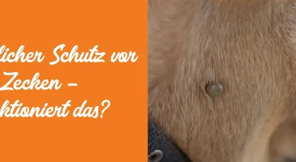 Zecke auf Hundefell. Natürlicher Schutz vor Zecken – funktioniert das? Permethrin für Hunde ist eine Option.