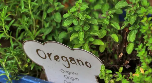 Zielone, aromatyczne liście dzikiego oregano w doniczce. Idealne do pizzy, sosów i sałatek.