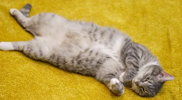 ¿A los gatos les gusta que les toquen la panza? Lo que debes saber